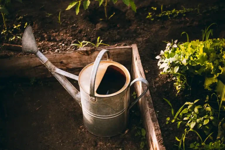 Créer un potager pour la première fois : tout ce qu&rsquo;il faut décider avant de planter