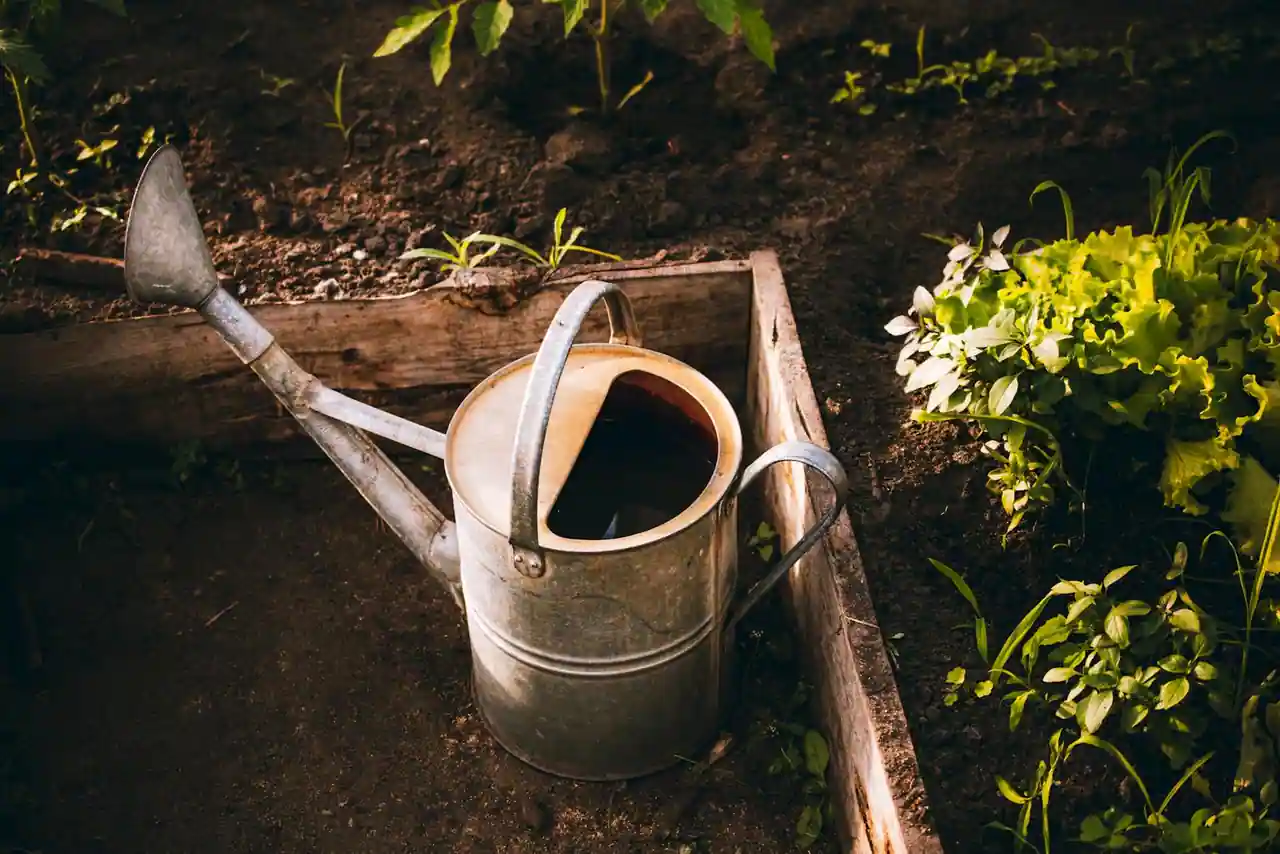 Potager domestique en bac surélevé en bois clair avec jeunes plants de salades, tomates et aromatiques sous le soleil du matin