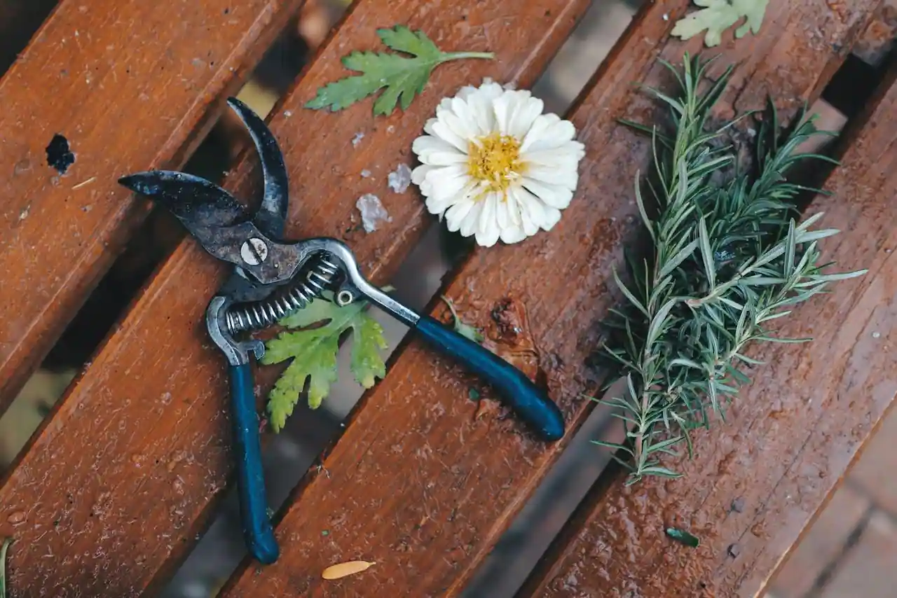 Outils de jardin alignés sur un établi en bois : sécateur, transplantoir, gants et arrosoir