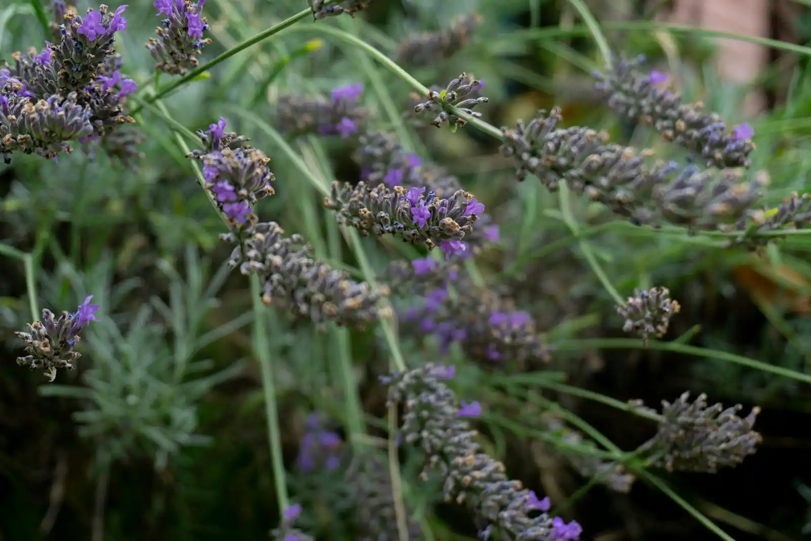 Massif de lavande et graminées ornementales dans un jardin ensoleillé sans arrosage automatique