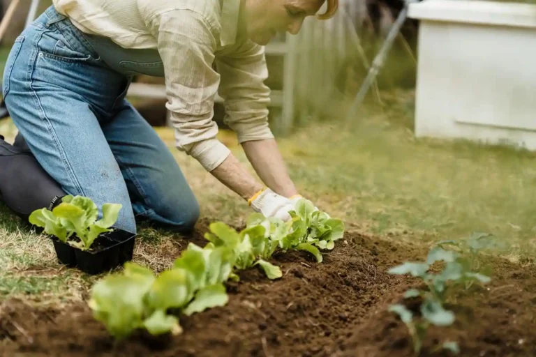 Plan potager débutant : par où commencer sans se planter