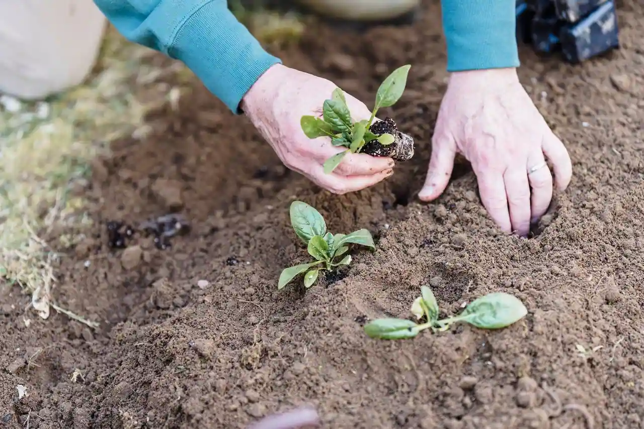 Mains plantant de jeunes plants de légumes dans la terre d'un potager.