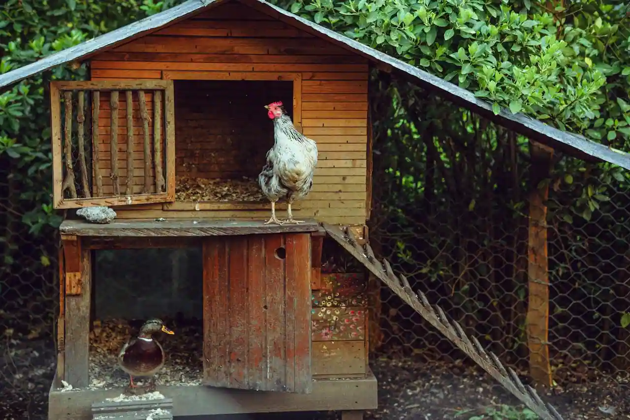 Poulailler en bois rustique avec un coq perché sur le toit et un canard, dans un jardin.