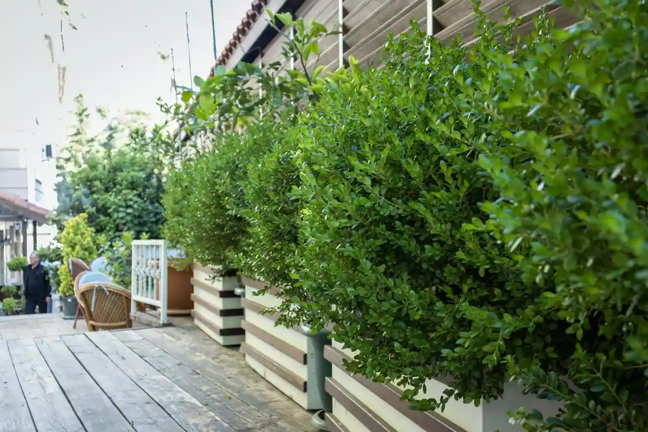 Jardin décoré au crépuscule avec salon d'extérieur, coussins, plantes en pots et guirlande lumineuse