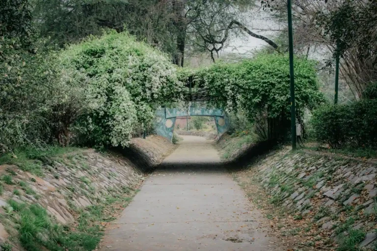 Le Jardin des plantes de Montpellier : histoire et visite