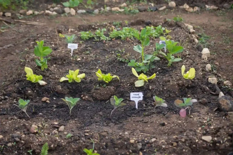 Calendrier potager : quoi semer et récolter chaque mois