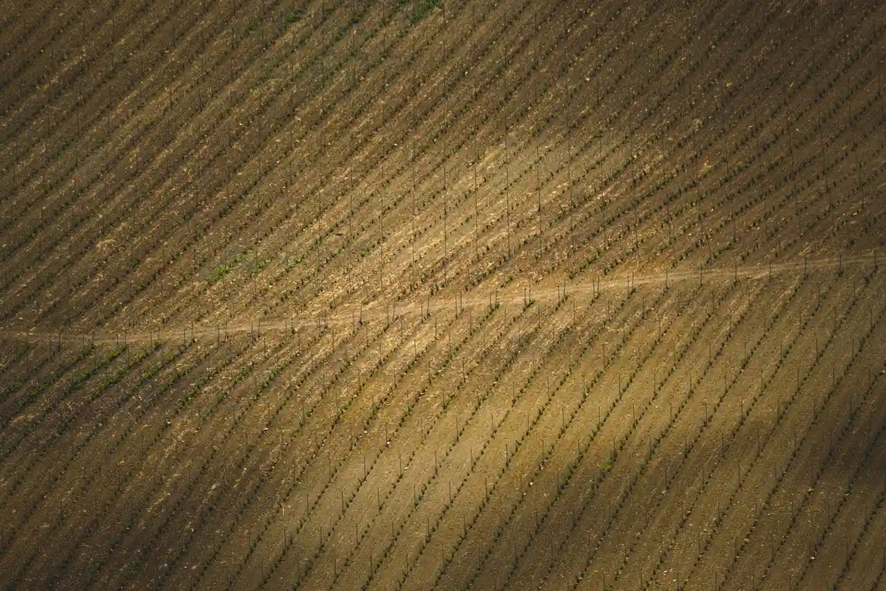 Vue aérienne de rangées régulières cultivées dans un champ agricole, image d'illustration
