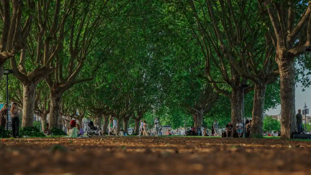 Allée bordée de grands arbres dans un parc public urbain à Toulouse