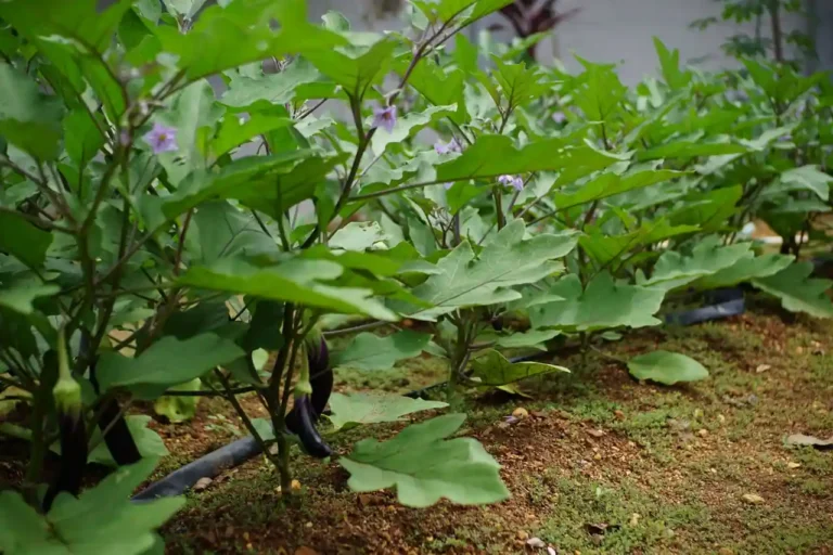 Légumes du potager : la liste organisée pour bien choisir