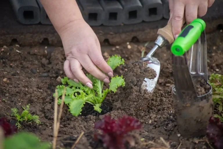 Outil de jardinage en 7 lettres : la réponse est binette