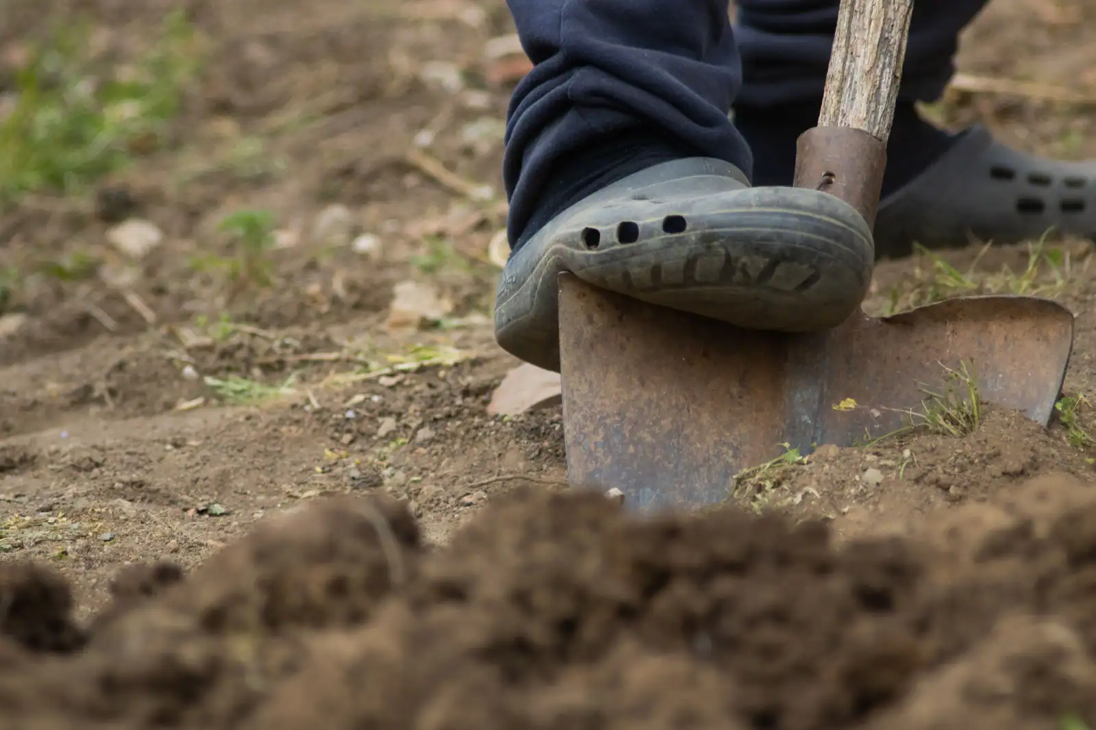 Bêche en acier forgé enfoncée dans la terre d'un jardin sous la pression du pied