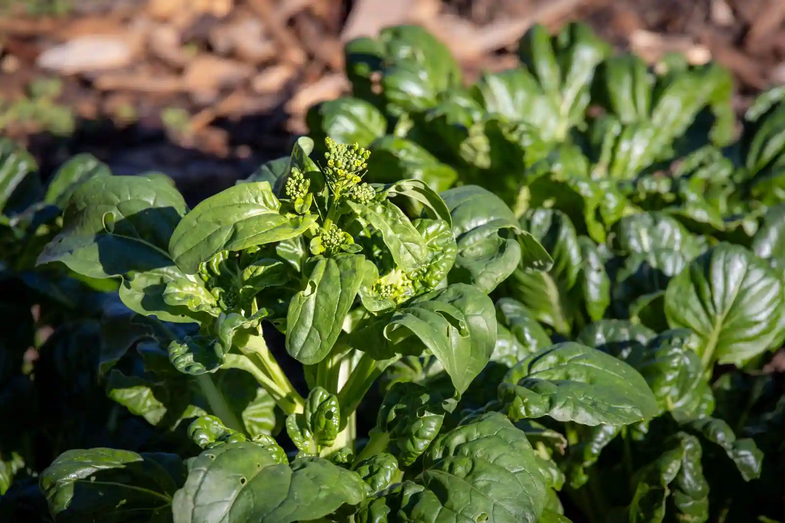 Rangs d'épinards et de jeunes légumes-feuilles verts dans un potager